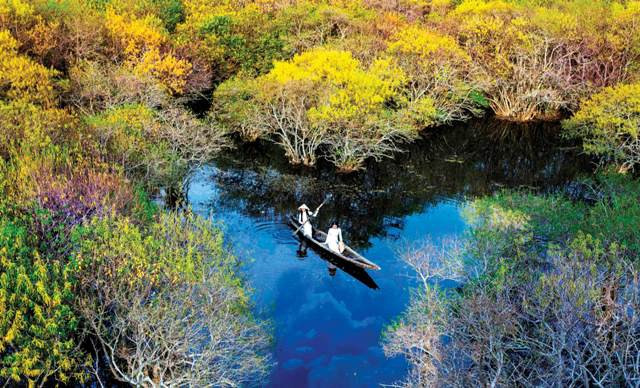 ru cha Hue primeval mangrove forest